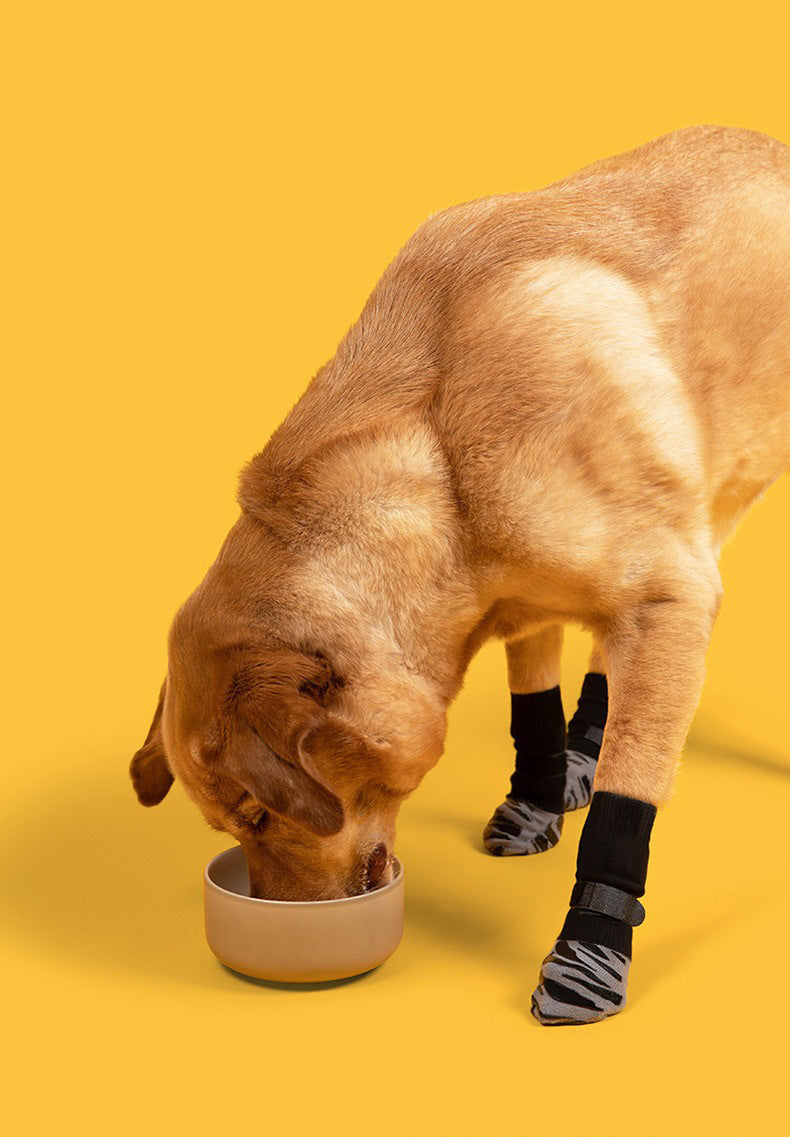 Dog eating while wearing grip socks